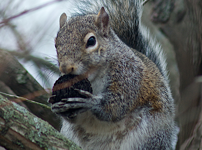 Wee Wonder About Squirrels image